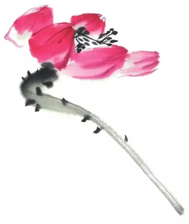 白描荷花的画法图片,如何画荷花国画白描