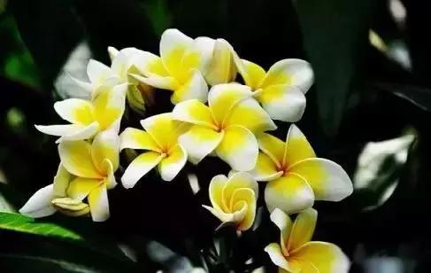 世界各国国花大开眼界美到爆,世界各国国花及国树