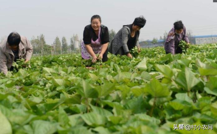 农村种植什么最赚钱最好做,农村种植什么最赚钱500元小本创业