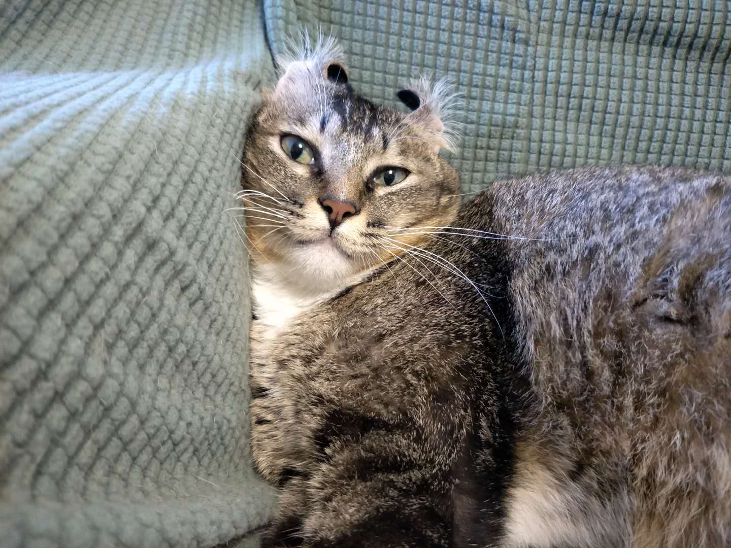 猫奴推荐,猫奴都有什么