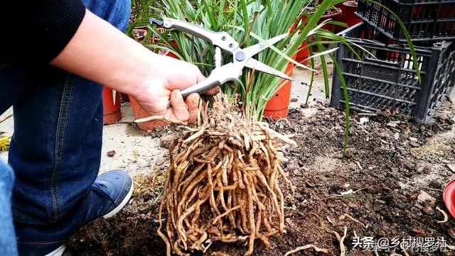 兰花不服盆的原因,为什么你的兰花总养死