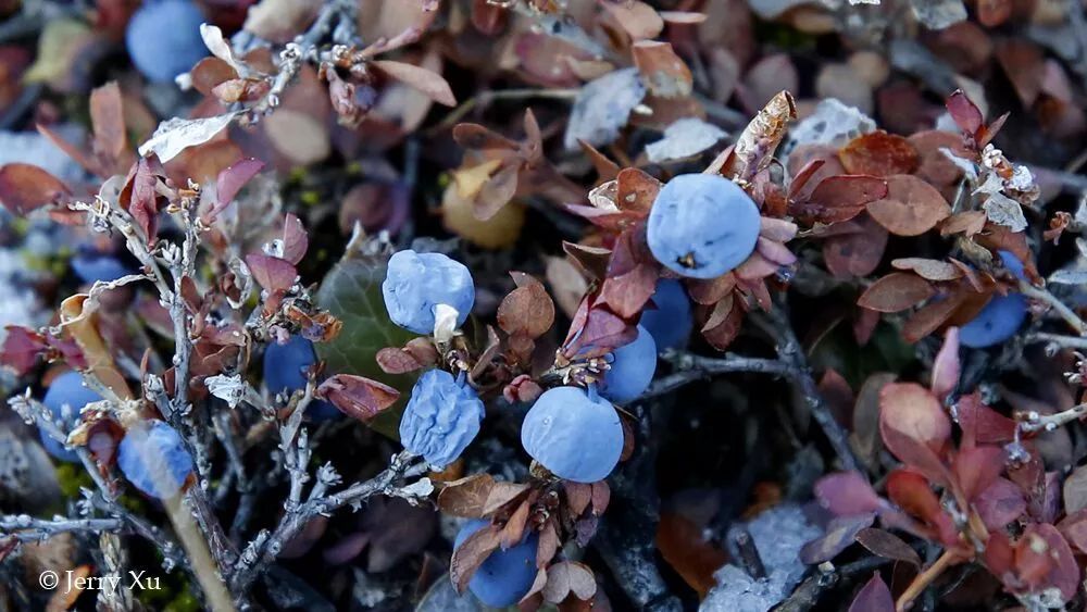 格陵兰的东海岸居然那么绚丽多彩，难怪特朗普想要买下来