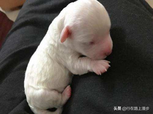 空囊是什么原因造成,空窝是什么意思