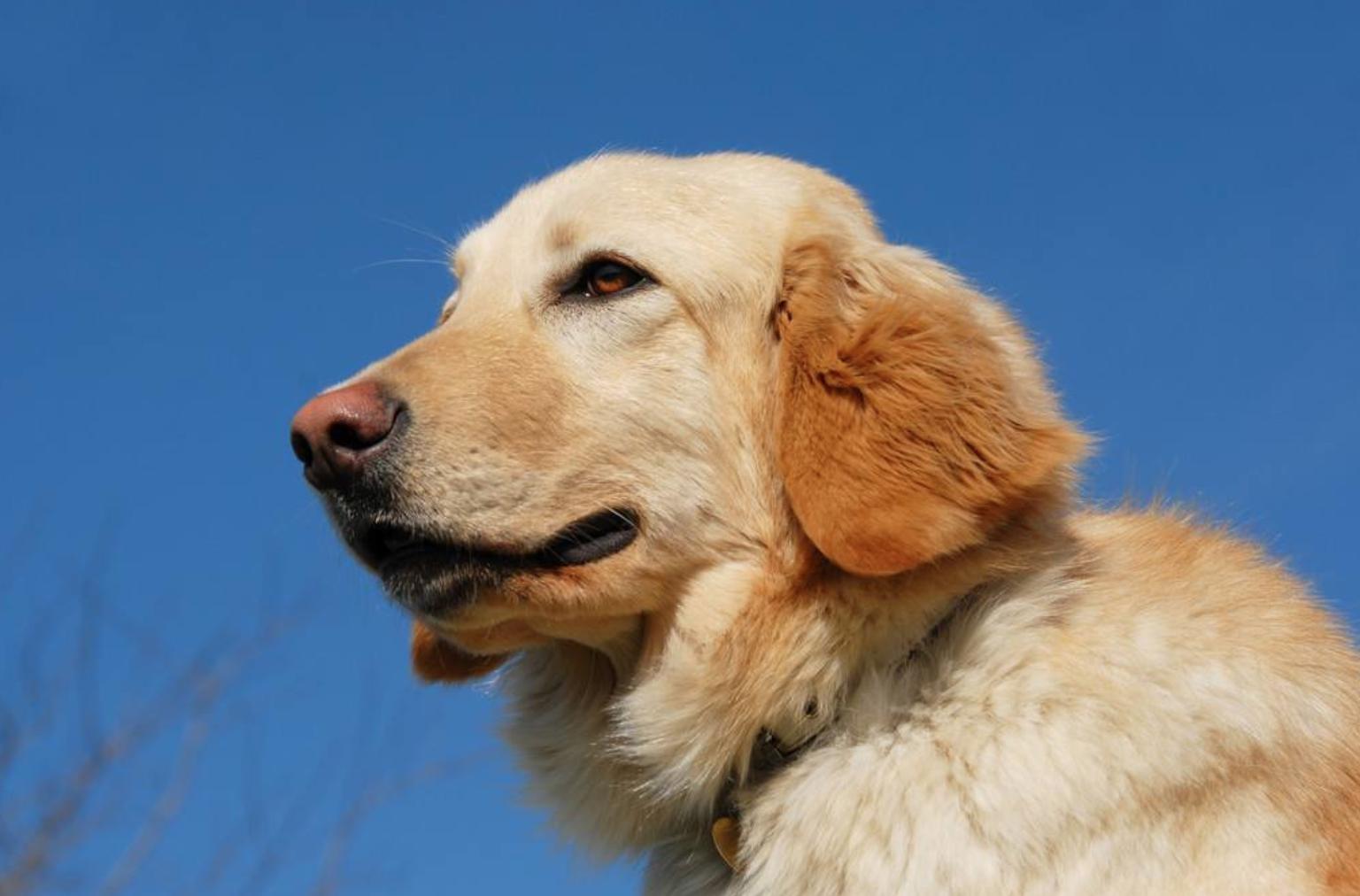 养母狗常识,幼狗如何预防生病