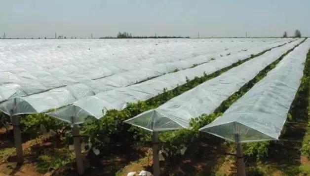 南方葡萄苗期管理,高产葡萄管理与种植技术