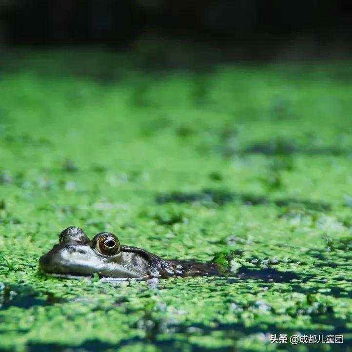 生态园的青蛙，屋檐上的燕子……都是成都这所小学的“校宠”