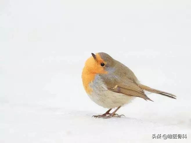 儿子脖子突然不敢往一面歪,孩子突然肩膀一高一低脖子歪