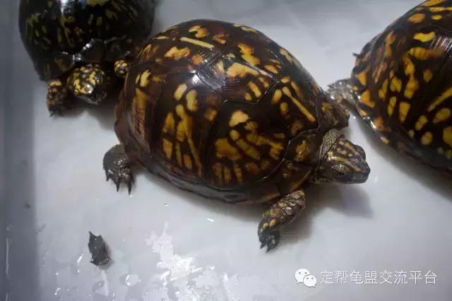 东部箱龟违法,东部龟饲养方法
