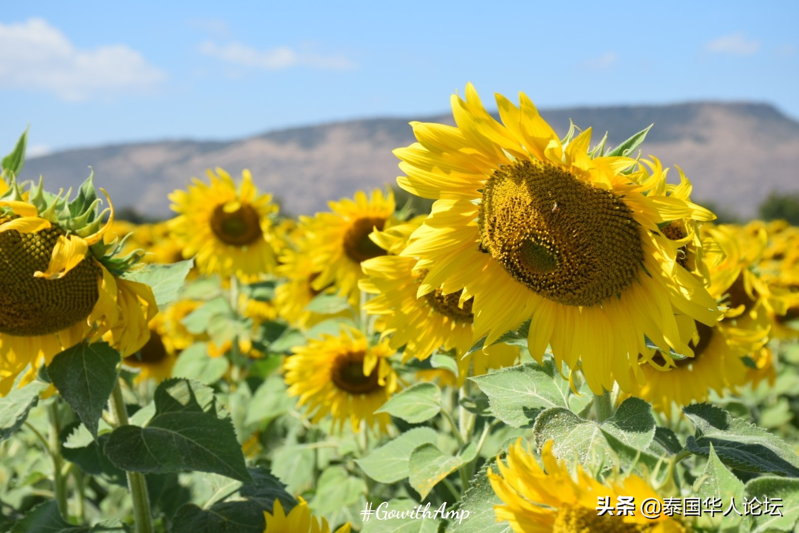 12月赏油菜花,12月相约