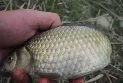 冬天串钩钓鲫鱼用什么钩最好,串钩冬天钓大鲤鱼