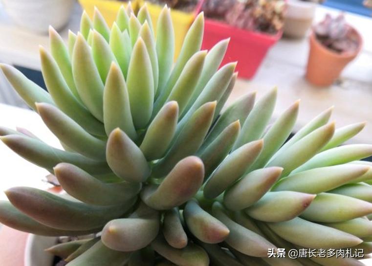 多肉千佛手叶插,多肉千佛手幼苗如何养殖