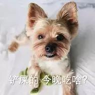 什么体型的约克夏好养,约克夏幼犬吃什么长得快