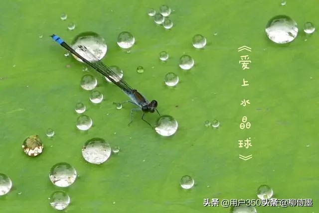 荷花怎么拍出高级感的照片航拍,荷花怎么拍出高级感的照片