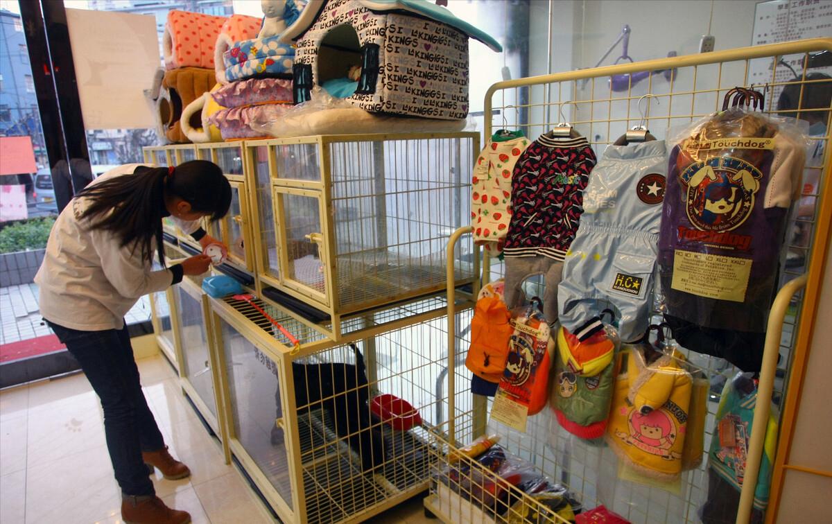 农村小伙养巴哥犬一年赚10万,小伙开宠物乐园年赚1800万