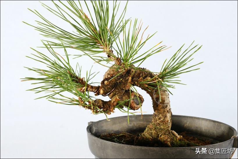 黑松盆景造型方法讲解,盆景黑松讲解视频