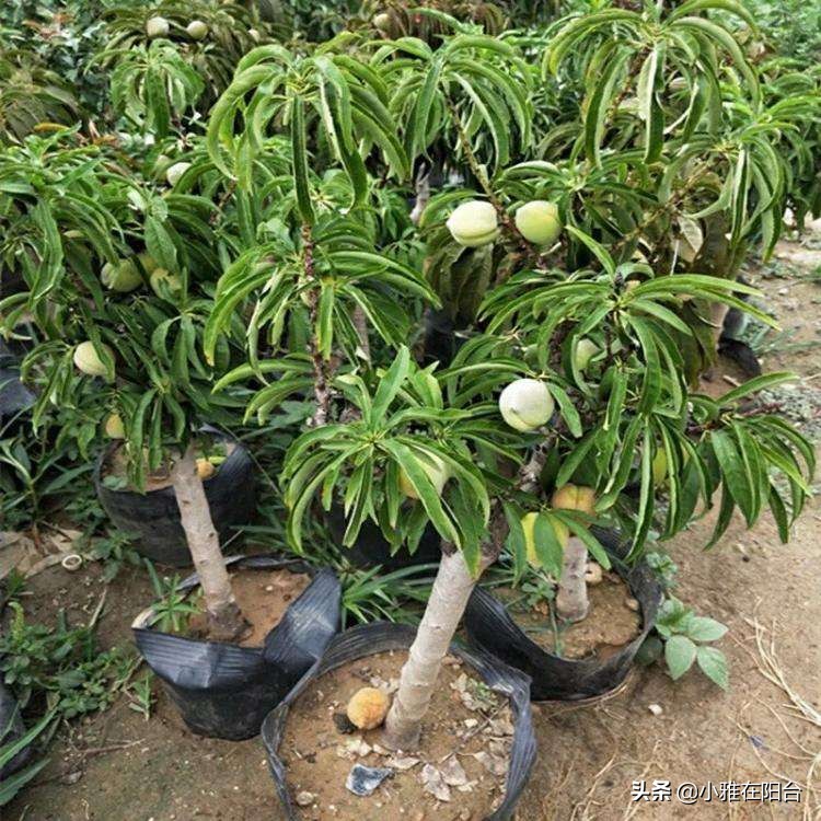 种桃花多久浇一次水,水培桃花开花后把枝栽花盆