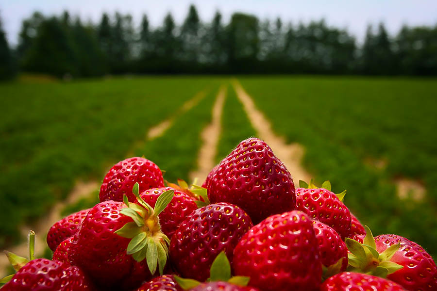 英国王室每天吃什么最好,揭秘英国王室饮食禁忌和偏爱