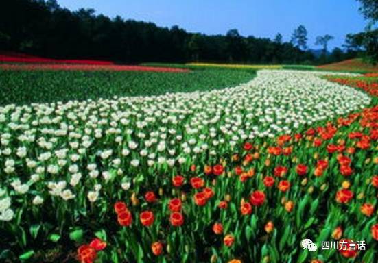 四川石象湖门票,四川景域石象湖景区