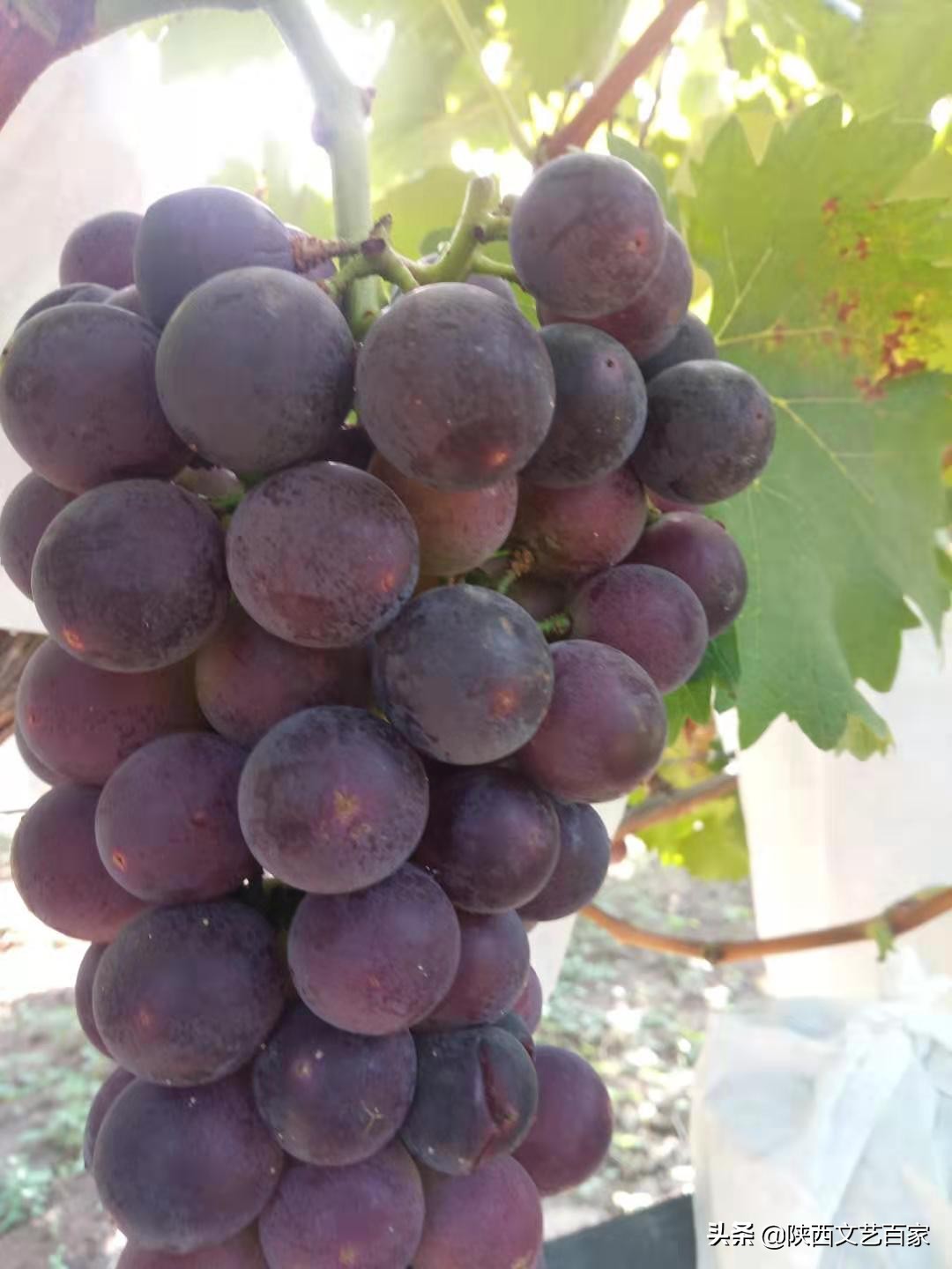 高标准农田土壤改良方法,李宝智三农在线直播