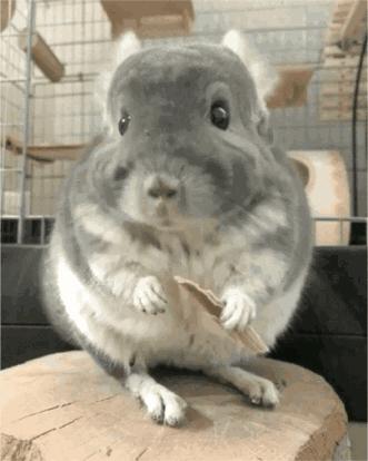 龙猫一对品种怎么选,龙猫入手前需要准备什么