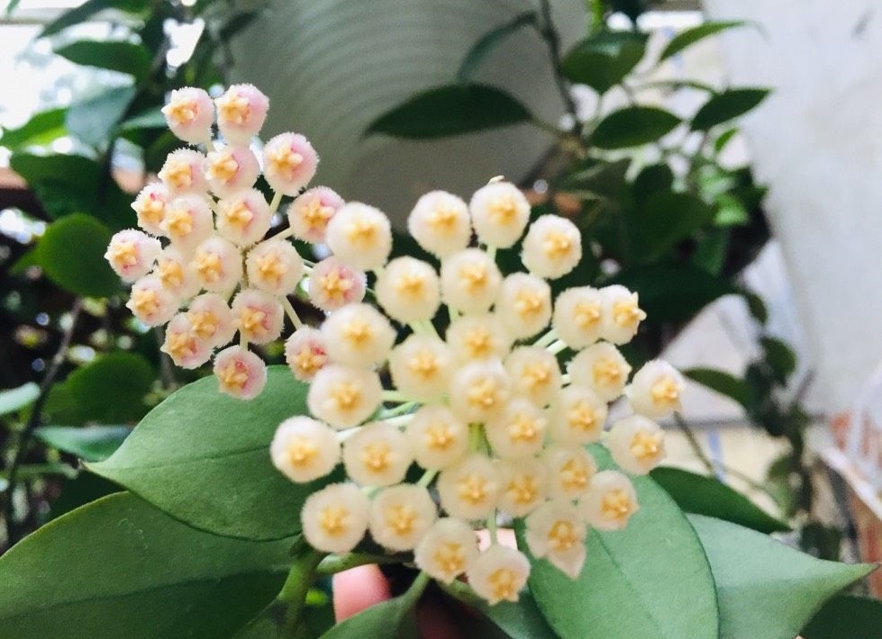 室内养花，养棵“苏奈”球兰吧，皮实好养，开花勤奋，花香飘满屋