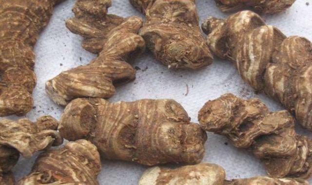 最近竹林发现的野草,竹林里常见的野草