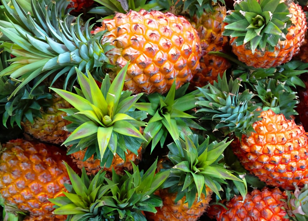 台湾凤梨和菠萝有何区别,台湾凤梨禁令是什么