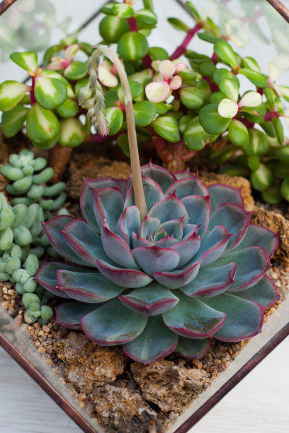 好养又漂亮的多肉品种,九尾狐多肉用大盆养好还是小盆好