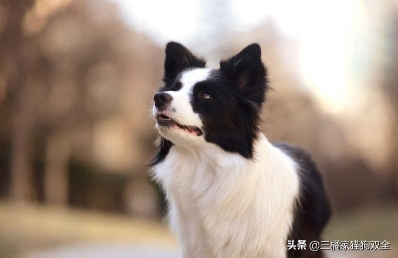 原来德牧也有这么可爱的时候,原来牧羊犬放羊的能力是天生的