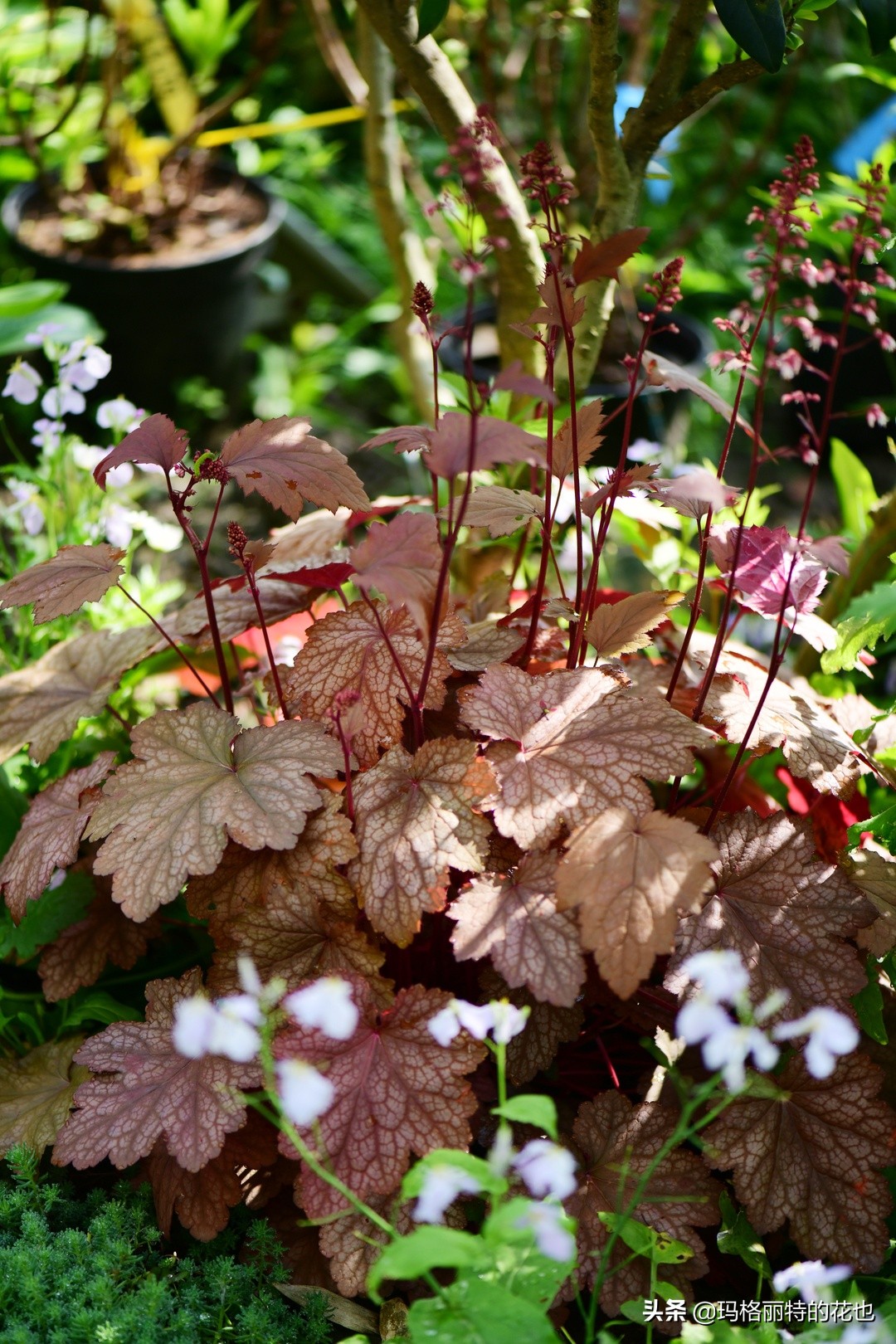 河马花园植物大全,荷马花园的月季