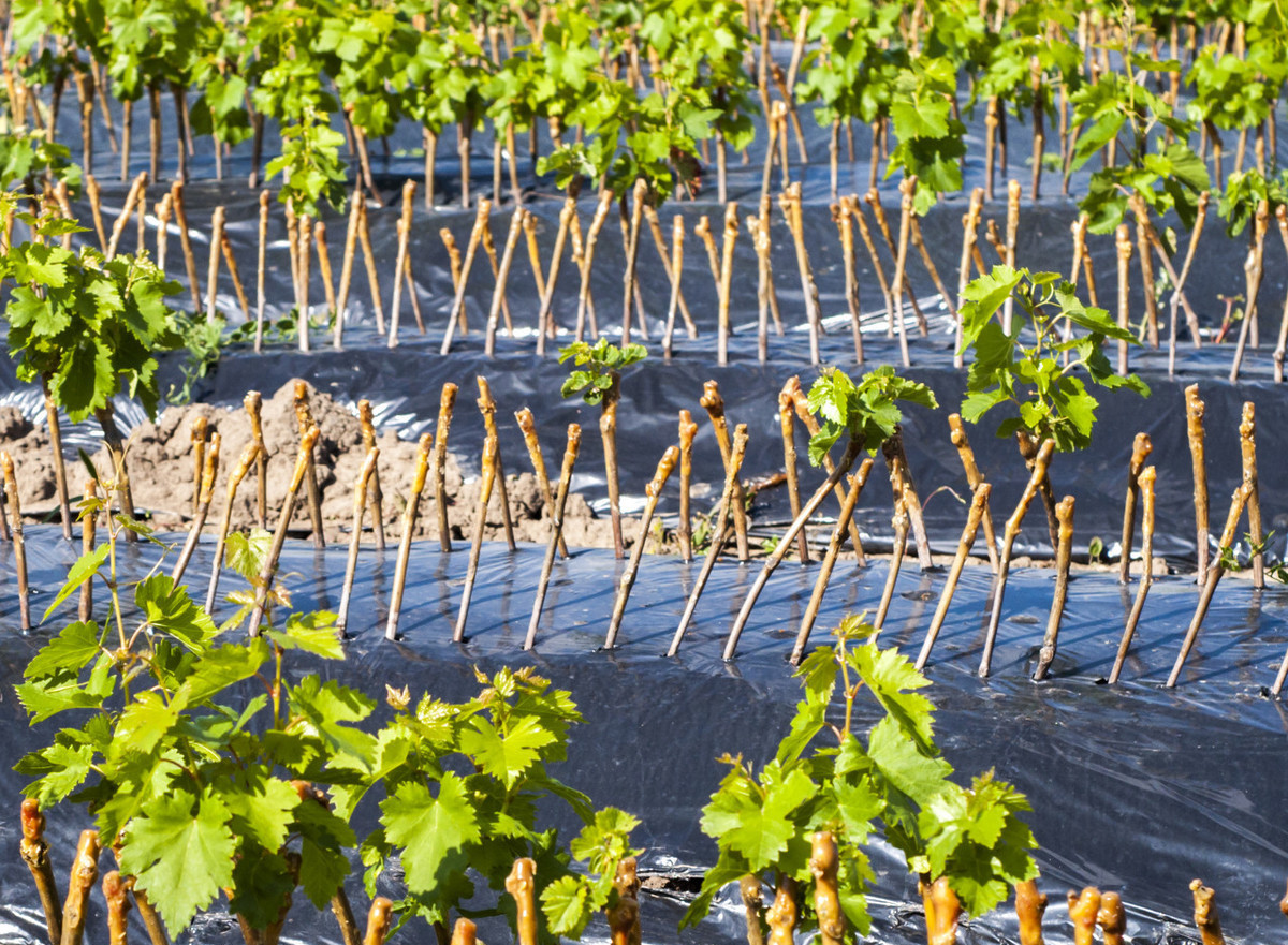 扦插植物的技巧,扦插技术手段