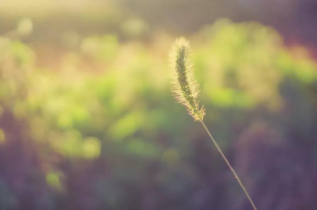 小暑至觅一处清凉守一处静,酷暑难耐寻一份心静觅一处清凉