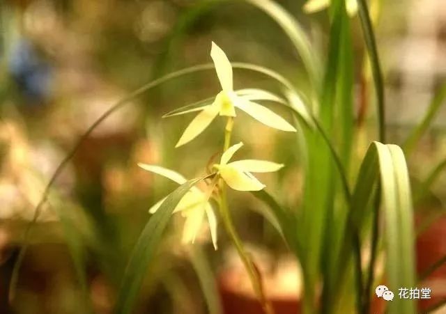 春兰蕙兰建兰墨兰寒兰哪种名贵,春兰蕙兰建兰寒兰墨兰哪种最好养