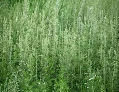 打喷嚏流鼻涕持续一个半月,一直打喷嚏流鼻涕是不是快好了