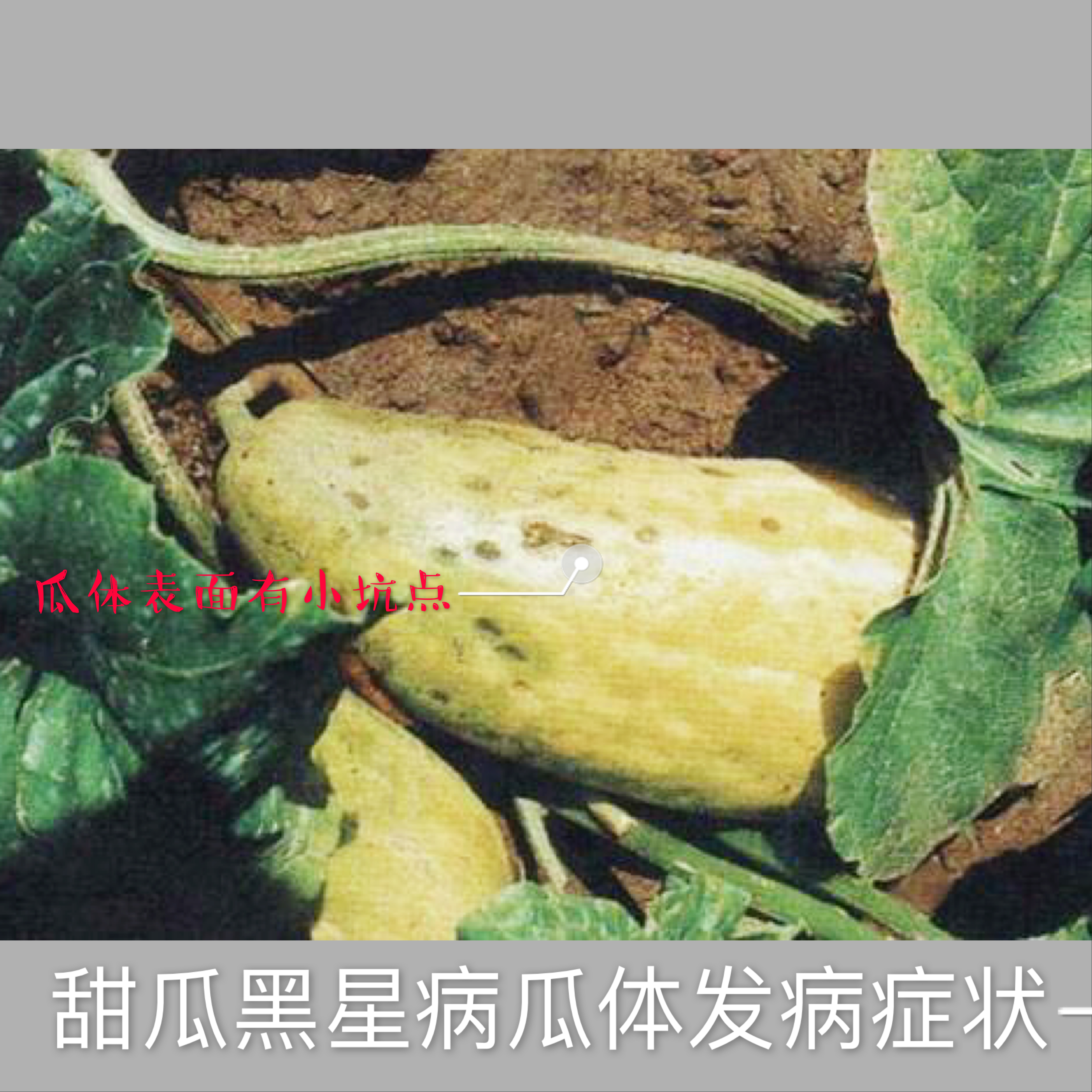 春季冷棚绿宝甜瓜种植技术,种植绿宝瓜的小妙招