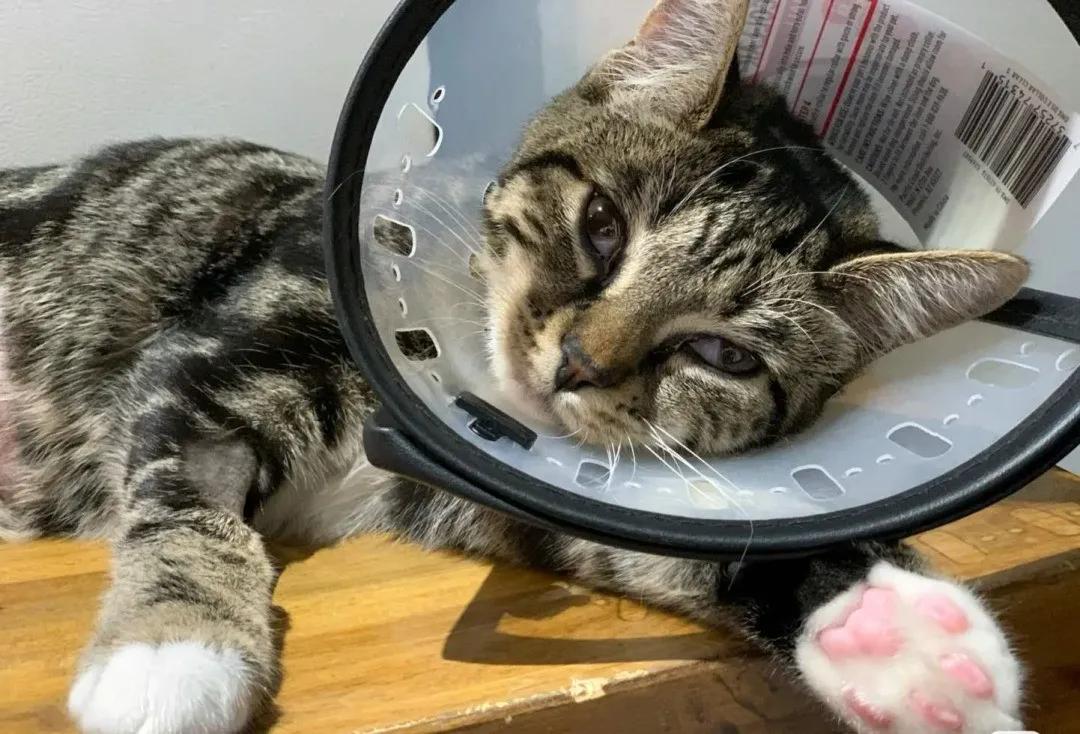 “我居然从猫屁股拽出了一根针！太可怕了！”