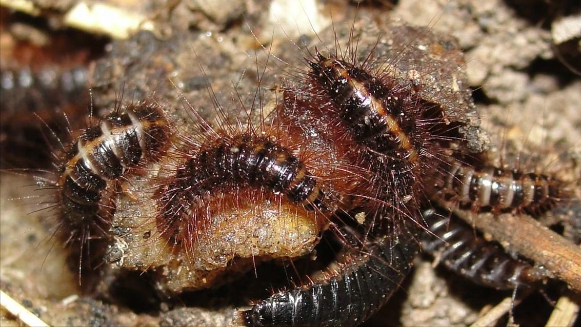 由恐龙演化的现代生物,与恐龙同时代的动物至今还未灭绝