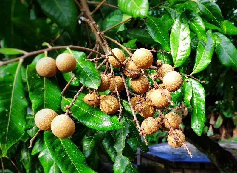 可以带走的泸州特色土特产,泸州好吃不贵的美食推荐