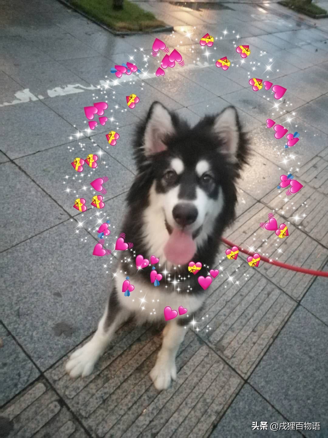 这些原因了解后，狗狗解决狗狗拉肚子不再是难题