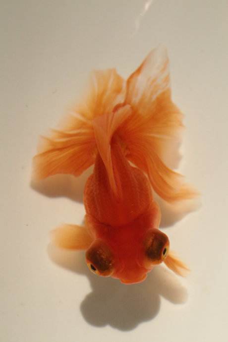 金鱼常见的种类大全,常见的十种金鱼类型有哪些