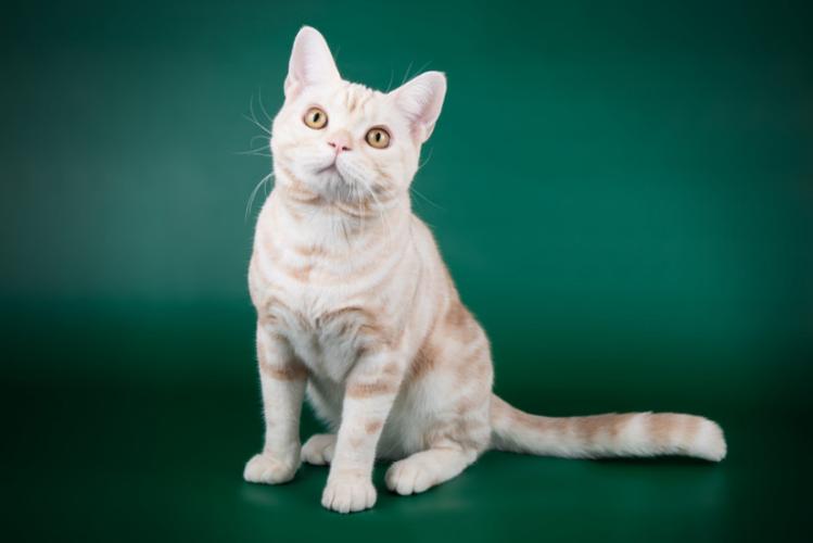 虎斑猫美短哪种颜色好看,美短虎斑是黑鼻子黑爪子吗