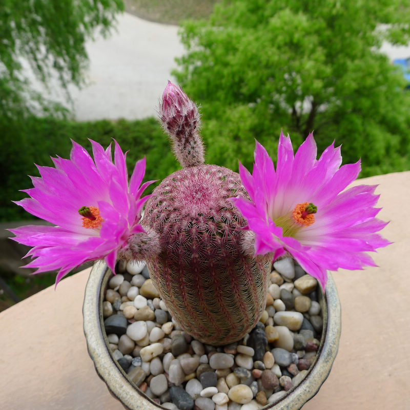 仙人掌介绍60多种独特的仙人掌,仙人掌开花的美图