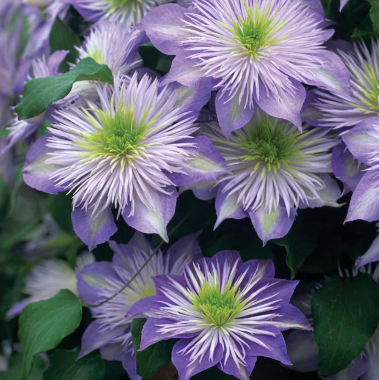 李子柒的院子都种的啥,李子柒推荐的三种花