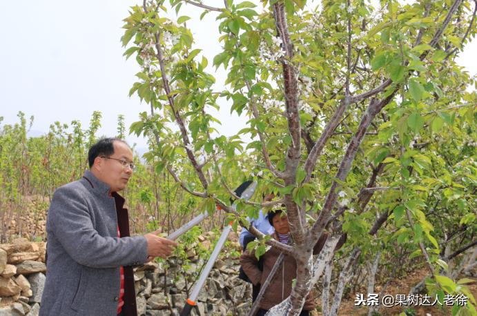 樱桃好吃树难栽，已经过时了，关键是要掌握好这些标准管理技术