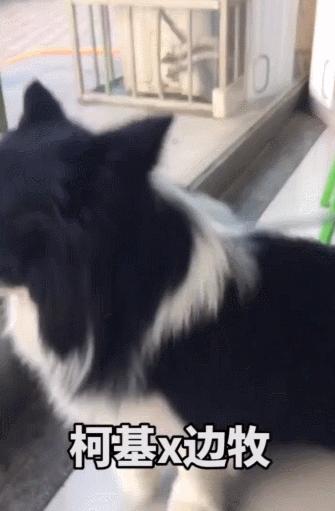 让狗子远离柯基,让你家狗离柯基远点