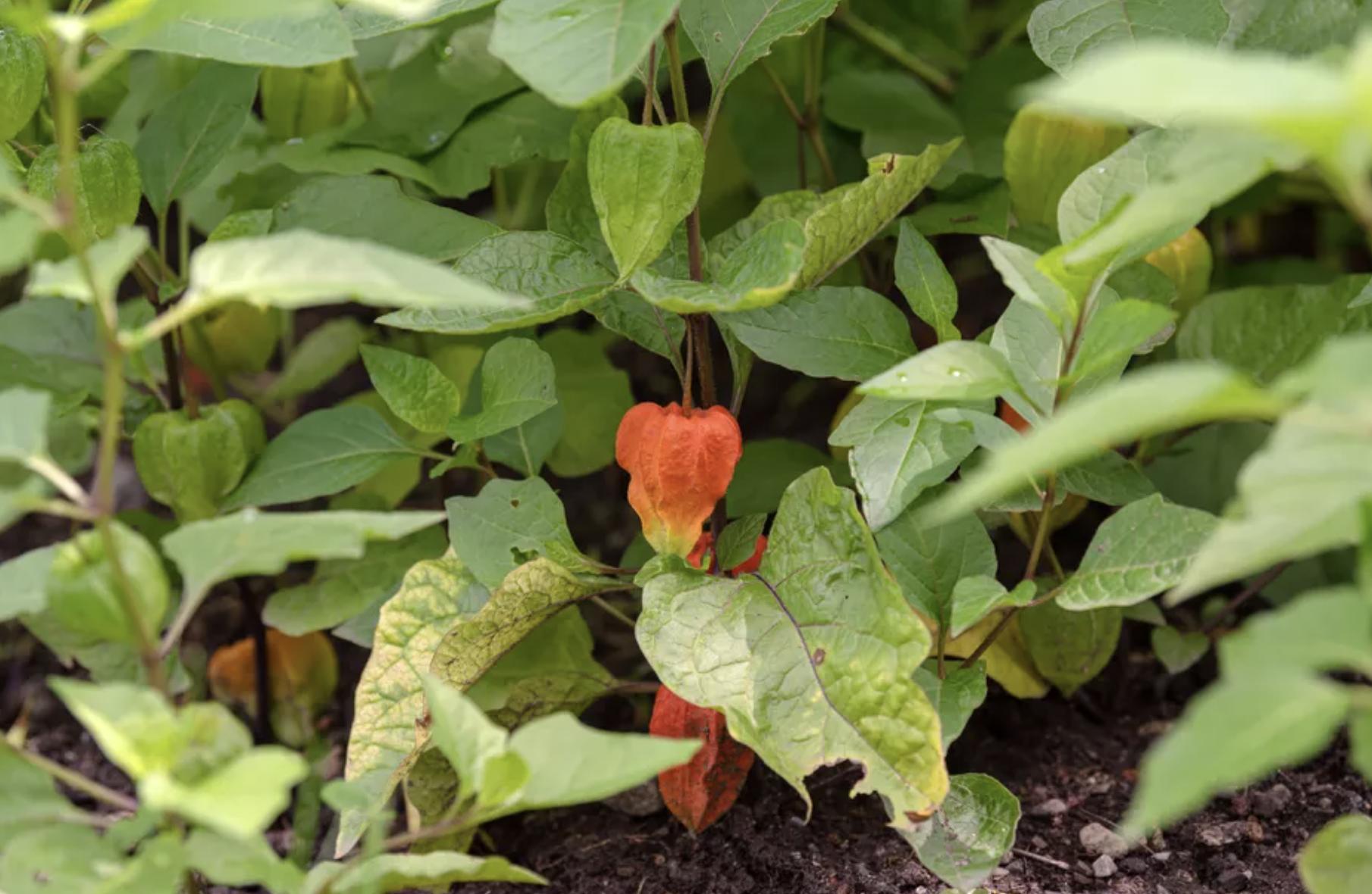 充满生命力的花卉,20种黄色的花