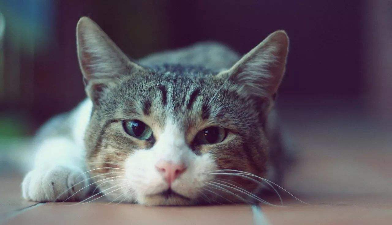 猫咪年老时常遇到的病症，爱它请给它足够的关怀