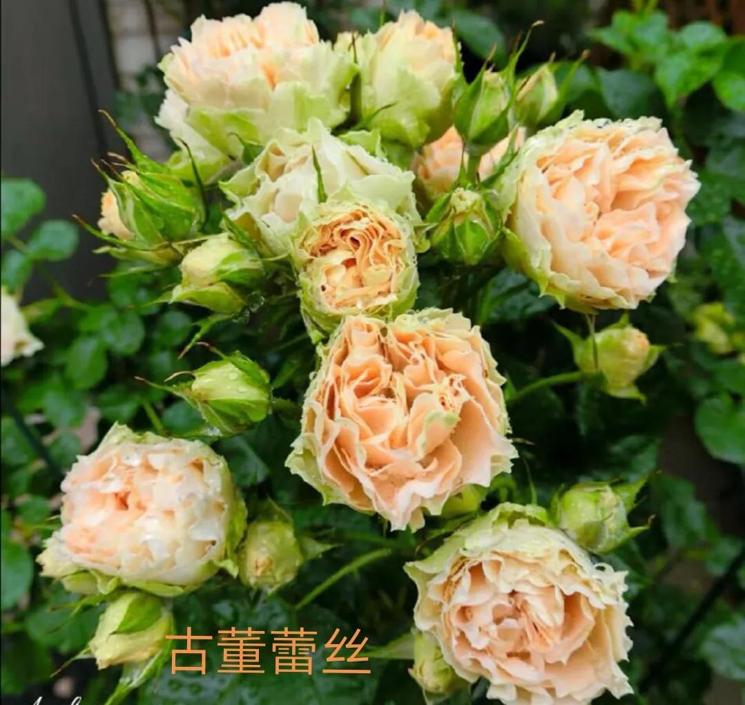 适合做切花的月季品种,十大公认最好切花月季