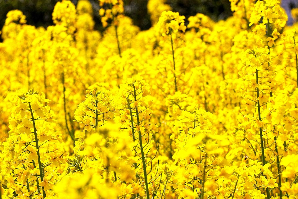 春天到了花儿开了的英语,春天到了美丽的花都开了