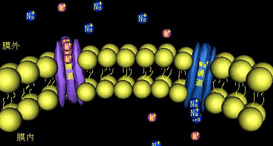 电鳗可以给手机充电吗,用电鳗给手机充电